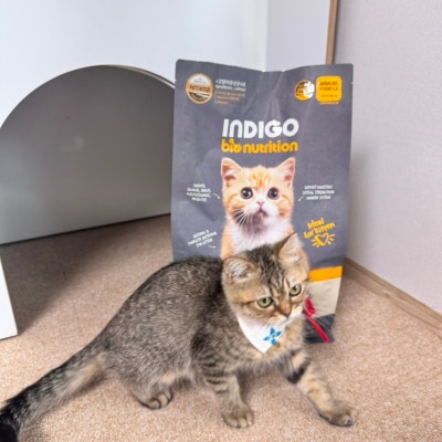인디고 입맛까다로운 아깽이도 좋아하던 키튼사료! 이미지 5