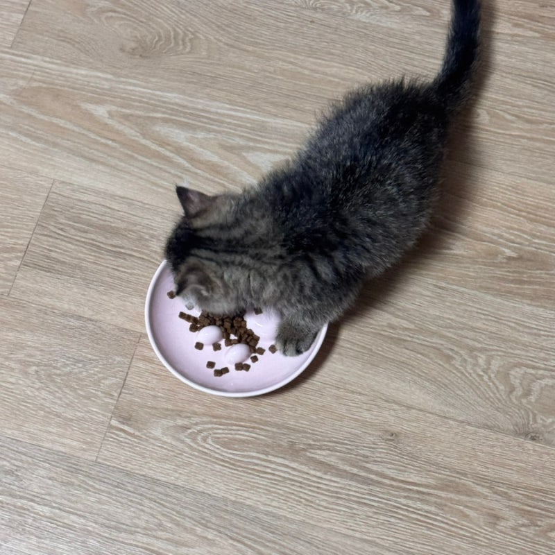 인디고 입맛까다로운 아깽이도 좋아하던 키튼사료! 이미지 3