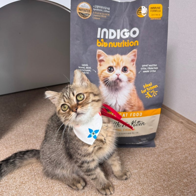 인디고 입맛까다로운 아깽이도 좋아하던 키튼사료! 이미지 4