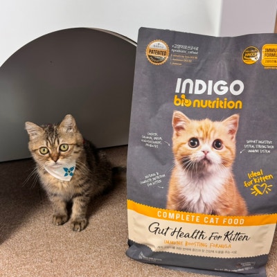 인디고 입맛까다로운 아깽이도 좋아하던 키튼사료! 이미지 7