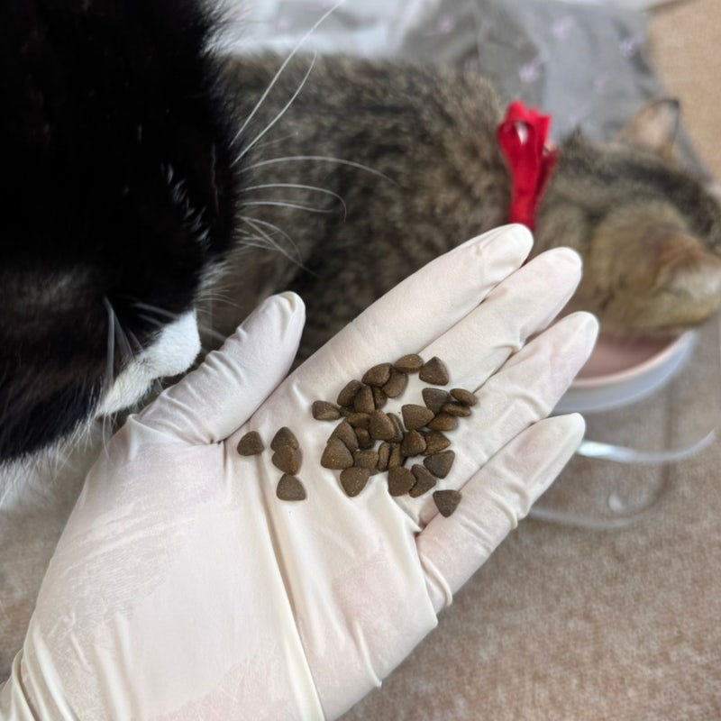 인디고 입맛까다로운 아깽이도 좋아하던 키튼사료! 이미지 11