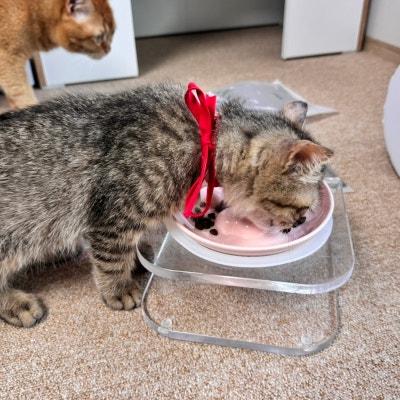 인디고 입맛까다로운 아깽이도 좋아하던 키튼사료! 이미지 14