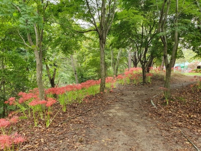 고창 선운사꽃무릇축제 / 절정(만개)시기 & 상사화 차이점 / 가볼만한곳 이미지 6