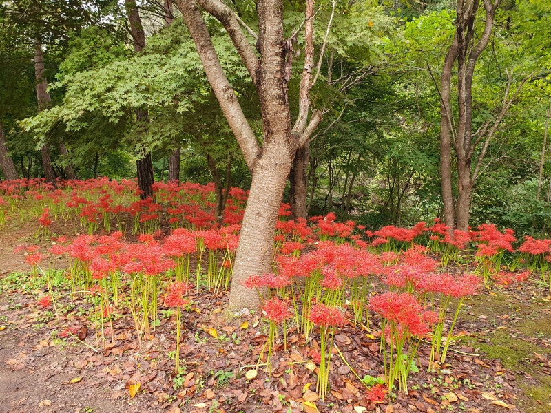 고창 선운사꽃무릇축제 / 절정(만개)시기 & 상사화 차이점 / 가볼만한곳 이미지 7
