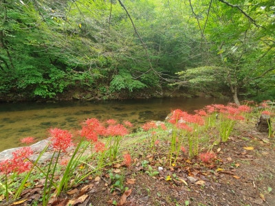 고창 선운사꽃무릇축제 / 절정(만개)시기 & 상사화 차이점 / 가볼만한곳 이미지 5