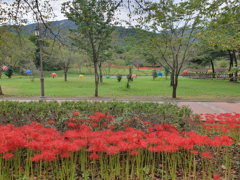고창 선운사꽃무릇축제 / 절정(만개)시기 & 상사화 차이점 / 가볼만한곳 이미지 8