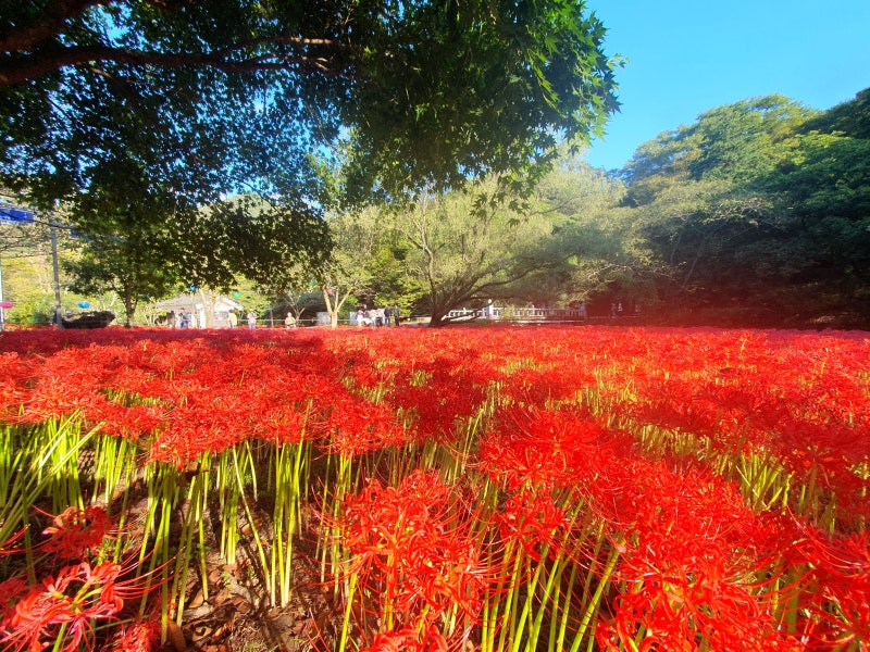 고창 선운사꽃무릇축제 / 절정(만개)시기 & 상사화 차이점 / 가볼만한곳 이미지 11