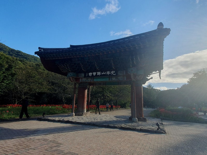 고창 선운사꽃무릇축제 / 절정(만개)시기 & 상사화 차이점 / 가볼만한곳 이미지 10