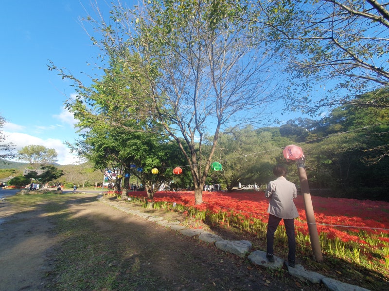 고창 선운사꽃무릇축제 / 절정(만개)시기 & 상사화 차이점 / 가볼만한곳 이미지 9