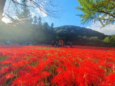 고창 선운사꽃무릇축제 / 절정(만개)시기 & 상사화 차이점 / 가볼만한곳 이미지 12