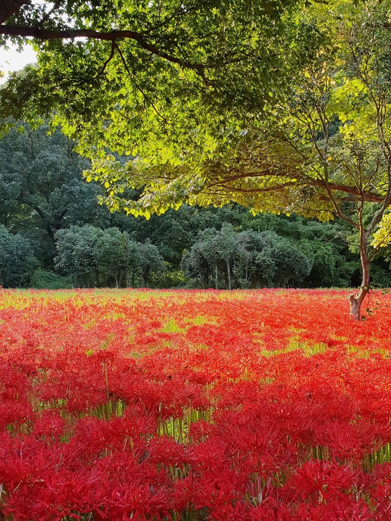 고창 선운사꽃무릇축제 / 절정(만개)시기 & 상사화 차이점 / 가볼만한곳 이미지 14