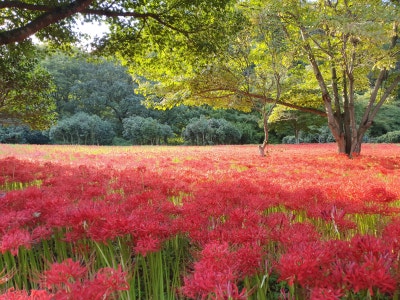 고창 선운사꽃무릇축제 / 절정(만개)시기 & 상사화 차이점 / 가볼만한곳 이미지 13