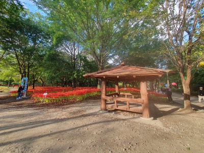 고창 선운사꽃무릇축제 / 절정(만개)시기 & 상사화 차이점 / 가볼만한곳 이미지 16