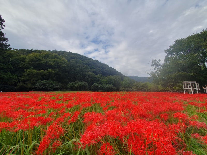 고창 선운사꽃무릇축제 / 절정(만개)시기 & 상사화 차이점 / 가볼만한곳 이미지 17