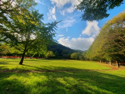 고창 선운사꽃무릇축제 / 절정(만개)시기 & 상사화 차이점 / 가볼만한곳 이미지 15